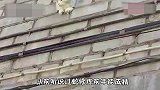 这瓜挺不错啊，看着就有购买欲望，这也太逗了