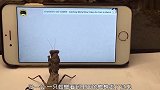宠主给螳螂看蜘蛛视频，螳螂瞬间就不淡定了，下一秒忍住别笑
