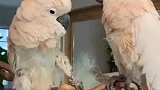 一鹦鹉因掉毛抑郁，主人送伙伴陪它，它俩发展速度是不是太快了