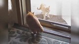 猫的搞笑时刻,走到哪都不正常