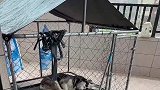 屋外下起暴雨，狗子淡定躺床上睡觉