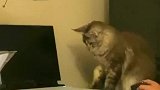 猫：别工作了，快睡觉去！