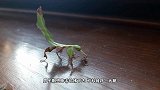 男子野外捡到几颗鸟蛋，带回家孵化后，吓得赶紧要丢掉！