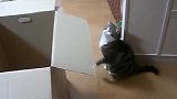 肥猫见了箱子不行不行了