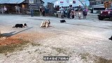 3只边牧犬变成“牧鸭犬”，相互配合默契，将鸭群赶进呼啦圈！