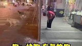 就不能让狗睡一会狗：快跑有真的狗