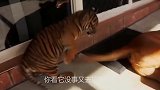 老虎与狗狗一起生活，老虎竟如此温顺，网友：这怕是个假老虎吧