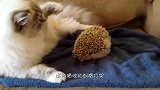 猫咪和刺猬打架,对着刺猬就是一巴掌,结果悲剧了