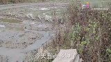 迎来稻谷第二季的播种，九哥和老婆一起撒秧苗，差点骂老婆