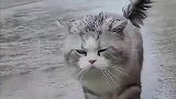 下暴雨时和下完雨后，猫咪判若两猫