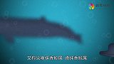 巨齿鲨的4个强大敌人，梅氏利维坦鲸打得过巨齿鲨？你知道几个！
