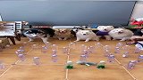 狗子躲避障碍，都是聪明孩子