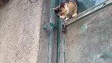 猫妈妈飞檐走壁，就为了带小猫回家