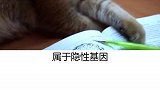 金渐层 贵是有道理的。听说有些网红猫就是金渐层，你知道是谁吗？喵星人