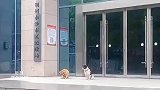 在民政局门口偶遇两只狗狗