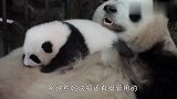 熊猫妈妈肚皮成摇篮，崽崽在上面呼呼大睡，太有爱了