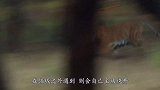 猛兽也有情义，老虎再饿却有“3不杀”，森林之王不是白叫的！