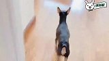 小鹿犬生气了不理主人，就因主人拿家法打了它，小家子气