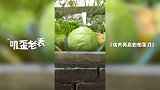 第28集《功夫再高也怕菜刀》