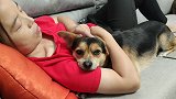 狗狗睡觉非要女主哄着抱着才睡，这可爱的小表情把我心都萌化了