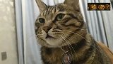 狸花猫，这猛虎咆哮，我也就听了一百多遍吧