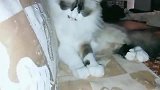 布偶猫：本喵的颜值是不是比其他猫高，这就是贵的价值