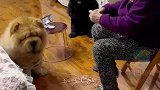狗狗帮奶奶缠毛线，一动不动