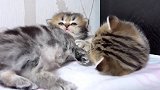 呆萌的小猫咪上线，这可爱的小样子，都想养一只了！