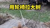 用轮椅拉大树，这能拉的动吗