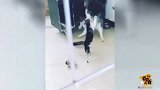 搞笑宠物二哈排第一当之无愧,二哈我就是我,不一样的烟火