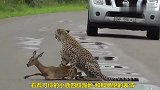 猎豹按着小鹿，绝望的小鹿四肢跪地，太无奈了