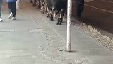 大街上遇到素质极高的牛牛，排着队还会走人行道