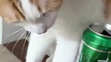 猫咪喝着小酒，主人小零食还不安排上