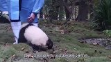 饲养员把大熊猫当白菜晒，其中一只熊猫亮了，网友：这是没墨了？