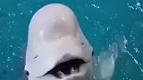 海豚一脸懵，口感不对啊