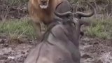 野牛VS狮子，看狮子如何一招致胜