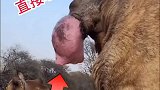 这骆驼动不动就掏心掏肺