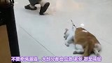 新手养猫常识，你知道几个