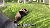 两只熊猫总爱黏在一起玩，还时不时打闹，场面十分滑稽