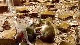 猴妈想打孤儿猴，孤儿猴尖叫着逃跑了