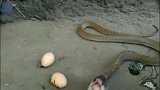眼镜蛇偷鸡蛋,吞下去却逃不了,只好自己一个一个吐出来