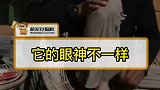 它的眼神很坚毅！猫咪这么可爱