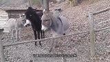 如果不是镜头记录下全程，打死我也不相信，黑驴能做出这种事！