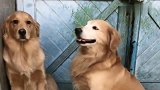狗狗也会“撩妹”，这只金毛将小母狗逼到墙角进行壁咚，太酷了！