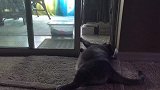 猫咪躺在地上开门，居然还把门打开了，这奇怪的姿势真是厉害！