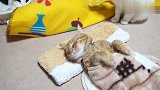 萌宠：橘猫连睡个觉都要卖萌，太搞笑了