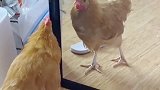 网友小鸡照镜子自己斗自己每日一笑欢乐有每日沙雕视频