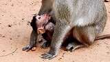 真的小猴子从旅游者那里得到饼干，但它没有把它分享给它妈妈