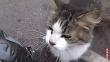 一只聪明流浪猫，把 路人带到它吃食物的地方，表示它需要食物