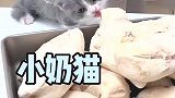 小奶猫不吃猫粮怎么办？